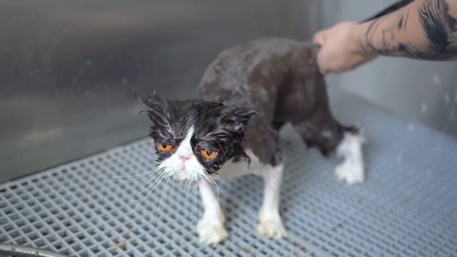 Don't watch this video if you don't like scary things😻🛁✂️❤️ Cute but scary!! смотреть онлайн