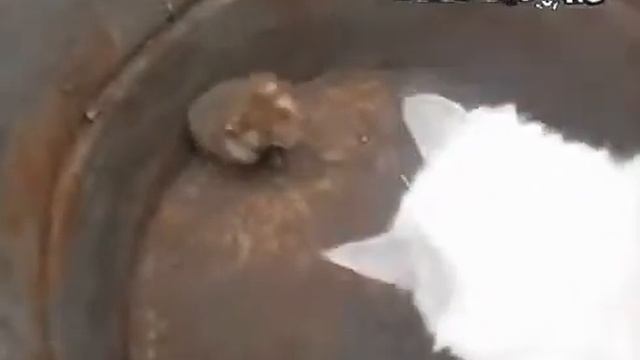 Аццкий хомяк, часть 2 смотреть онлайн