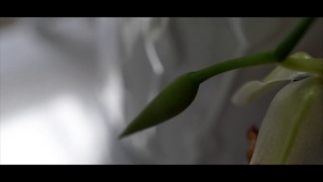 Coelogyne usitana In Bloom смотреть онлайн