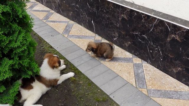 ТРОГАТЕЛЬНЫЕ СВЯЗИ. История двух спасенных собак смотреть онлайн