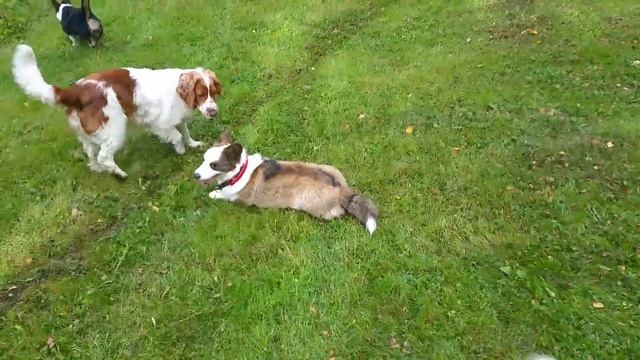 Corgis are awesome смотреть онлайн