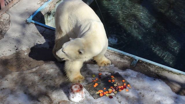 День полярного медведя в зоопарке Алматы видео №4, медведь приступает к трапезе смотреть онлайн