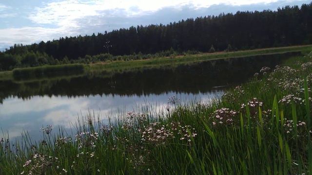 Родная природа. Пруд около леса. смотреть онлайн