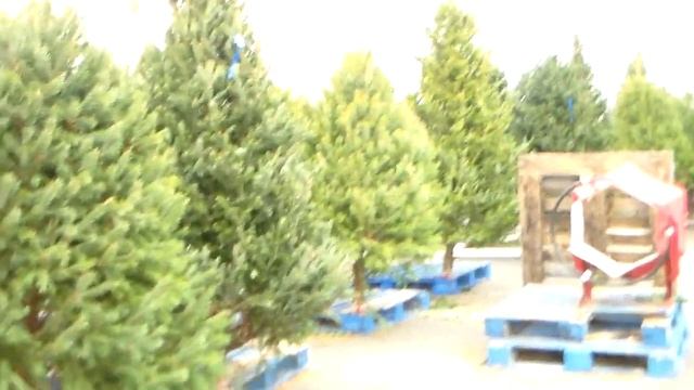 Америка Как украшают дома перед рождеством Елочный базар и необычные американские елки смотреть онлайн