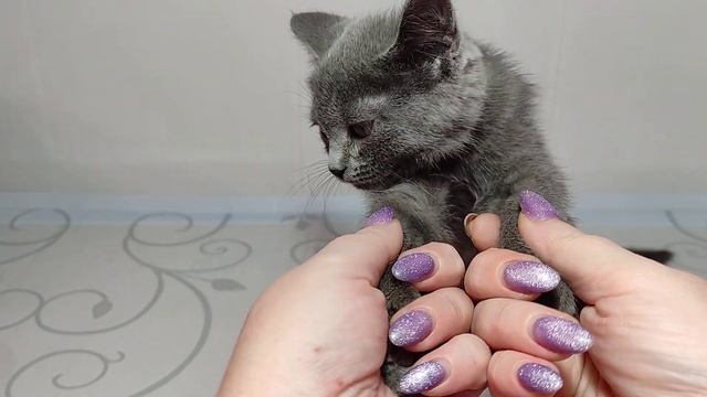 Какие имена дать котятам? смотреть онлайн