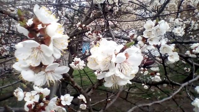 Весенняя красота.Цветущие деревья.Начвло апреля. смотреть онлайн