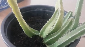 Стапелия.Уход,полив,виды.Succulenten.73