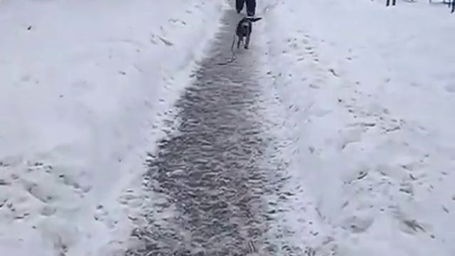 Испанский Алано (алано эспаньол) защита смотреть онлайн