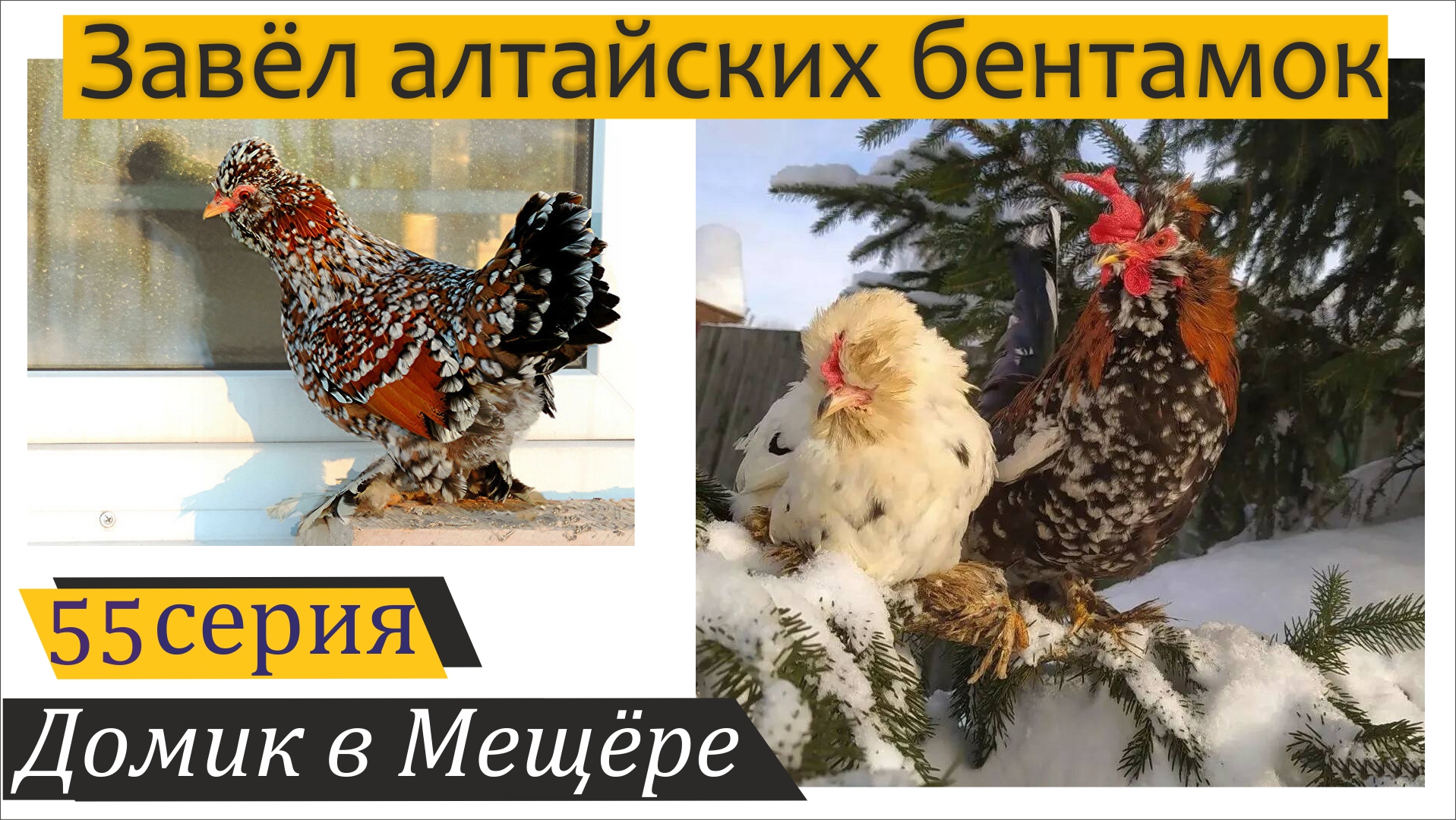 Пополнение в семействе и разгадка расклёва курочек. Домик в Мещёре, серия 55 смотреть онлайн