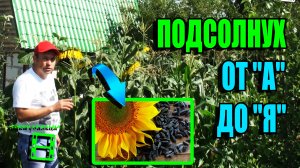 КАК ВЫРАСТИТЬ ПОДСОЛНУХ В ОТКРЫТОМ ГРУНТЕ ПРИ РИСКОВАННОМ ЗЕМЛЕДЕЛИИ? ЭКОСАД (ОГОРОД) И ТЕПЛИЦА 22-7