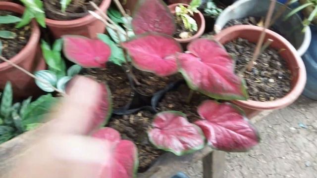 DORMANT CALADIUMS: WHAT TO DO? HERE IS HOW смотреть онлайн