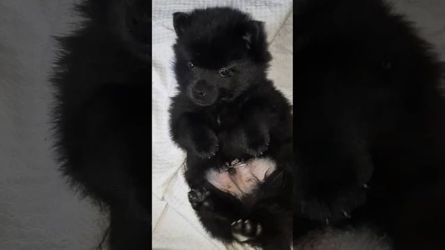 Возможно этот малыш ждёт именно тебя!Пишите +79688254078 #собака #schipperke #щенки #шипперке