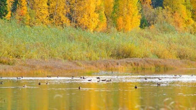 релакс осенний вальс Шопен смотреть онлайн