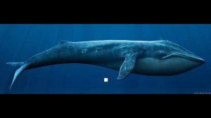 «Синий кит» игра, ведущая к смерти.