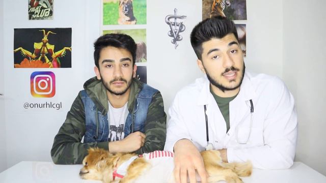 KÖPEKLERİN GENÇLİK HASTALIĞI (CANINE DISTEMPER)/Vet.Hek.Adayı ONUR HALICIOĞLU смотреть онлайн