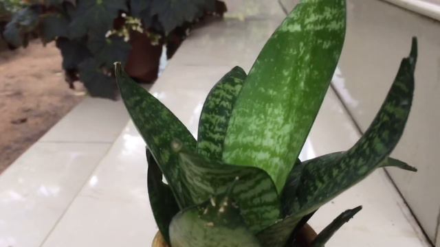 ഈ ചെടി നിങ്ങളുടെ വീടുകളിൽ ഉണ്ടോ😱? എങ്കിൽ .....||Snake Plant🌿||Sanseveria||GREEN STABLE|| смотреть онлайн