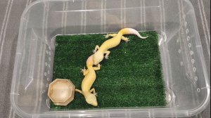 Спаривание эублефаров| Брачный ритуал ухаживания