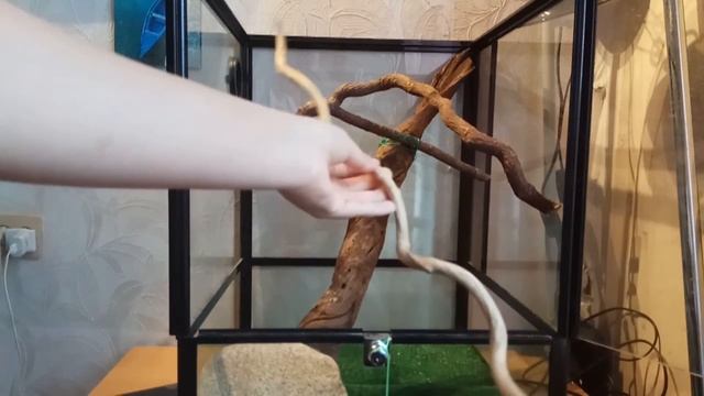 #ящерица#хамелеон#террариум КАК СОБРАТЬ ТЕРРАРИУМ/ЗАСЕЛЕНИЕ ГЛАФИРЫ В НОВЫЙ ДОМ смотреть онлайн