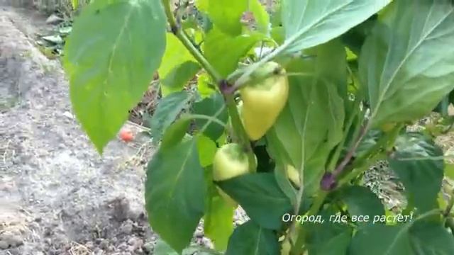 Что выросло из семян от фирмы Седек.mp4 смотреть онлайн