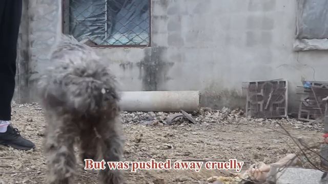 Dreadlocked Dog Shivering in the Cold Winter，The only Food is Rotten Vegetables смотреть онлайн