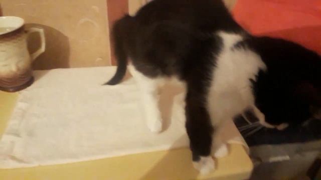 Чем и как я кормлю своих мохнатиков.Куриные лапы люблю сама не дам? ,люблю сама. смотреть онлайн