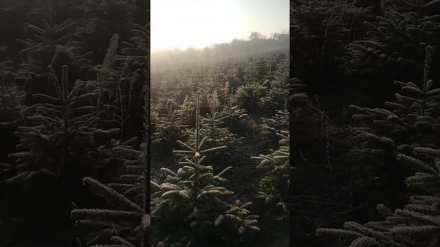 Abies nordmanniana смотреть онлайн