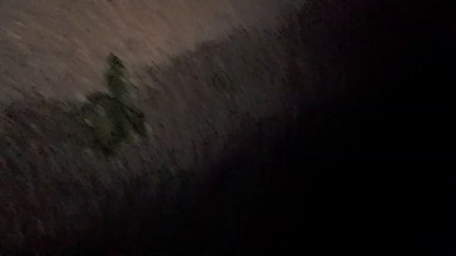 мы ночью видим много лягушек и живую ящерицу смотреть онлайн