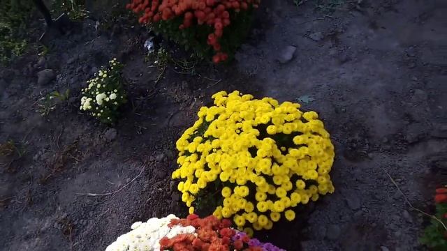 Миллионы хризантем в сентябре смотреть онлайн