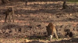 Павианы-наглые и агрессивные разбойники Африки. Бабуины в деле.