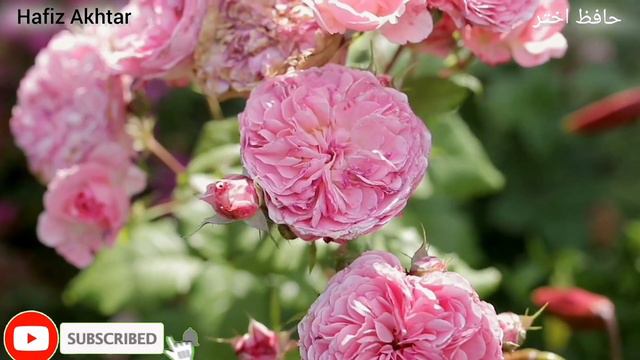 Tilawat Quraan📕:[Surah Infitar :Surah No,82] Para No, 30 📌[Beautiful voice quraan. #quran #reactio смотреть онлайн