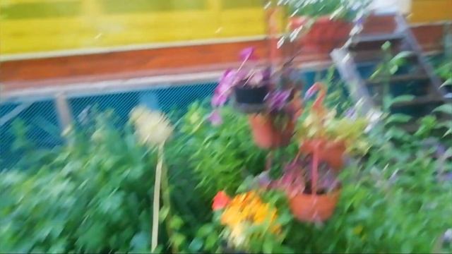 Какие цветы не боятся дождя? смотреть онлайн