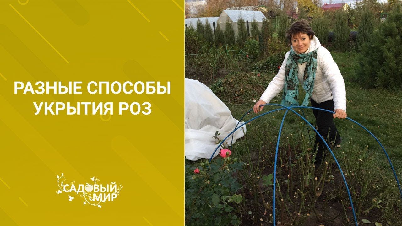 Разные способы укрытия роз смотреть онлайн