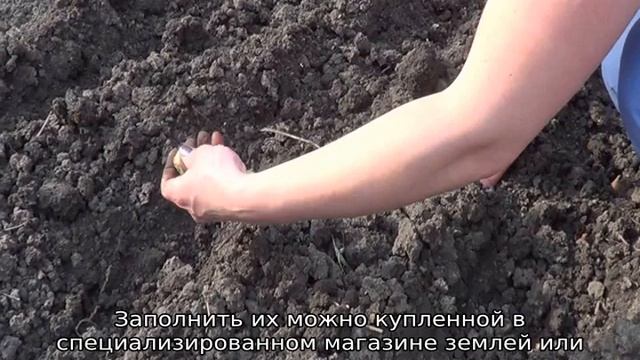 Лук Семейный — посадка и уход смотреть онлайн