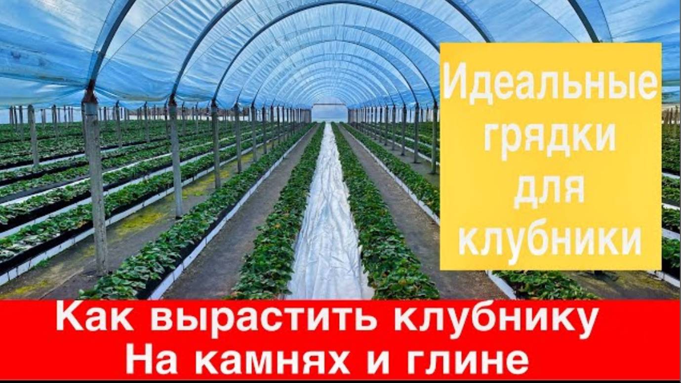 Как сделать идеальные грядки для+клубники. Как вырастить Клубнику на камнях и глине смотреть онлайн