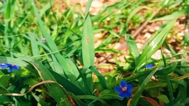 anagallis arvensis blue flowers in Palestine زهرة عين القط أو الجمل الزرقاء فلسطين смотреть онлайн