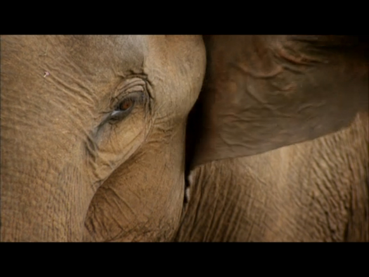 Шри-Ланка: остров слонов (Sri Lanka: Elephant Island) смотреть онлайн
