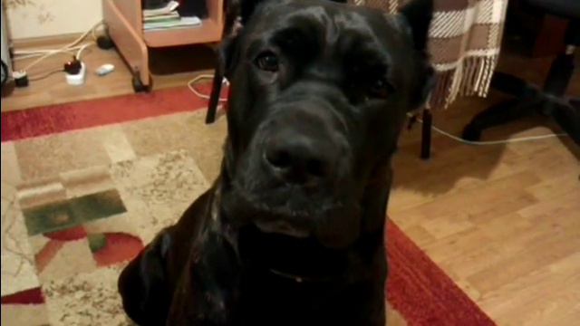 кане корсо поет (cane corso sing) смотреть онлайн