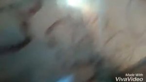 как определить что самка джунгарского хомяка беременна