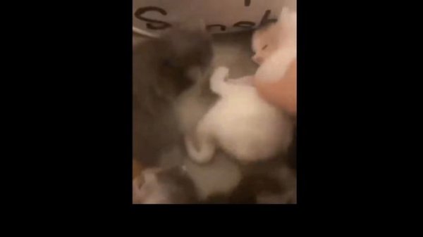 ...Khalid Kashmiri, Khidir Karawita, Ismail Ahmad Kanabawi, Usman Abdul Jalil Sisha, Muhammad Sumbu