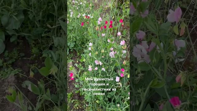 Мой душистый горошек, тысячелистник из семян 10 июля. #flowergarden #flower #garden смотреть онлайн