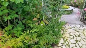 Розы-Занозы в Фарфоровом саду Оксаны Сахаровой. 28 августа 2023 г.