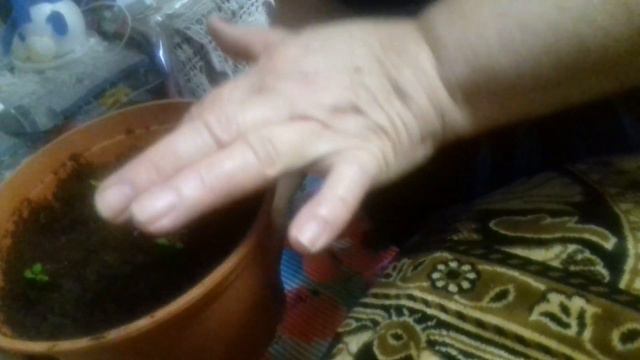 пересаживаем ростки пепино в больщую ёмкость смотреть онлайн