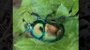 жук навозник. Скарабей