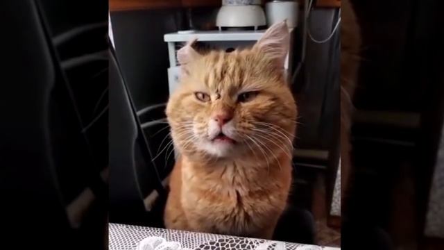 Кот поёт с хозяином песню смотреть онлайн