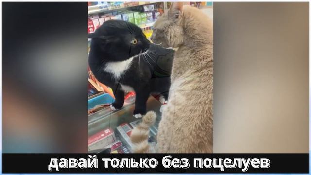 Смешные Видео Животных + Рисунок к каждому и Смешные фразы смотреть онлайн