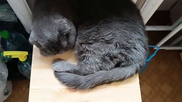 Кошка Мика во сне помогает мне печь кекс. смотреть онлайн
