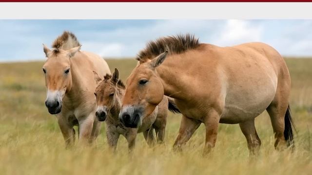 Мужские часы | Какие часы купить в подарок смотреть онлайн