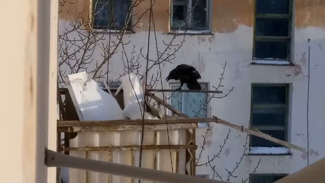 Ворон ворчит на морозную зиму. смотреть онлайн