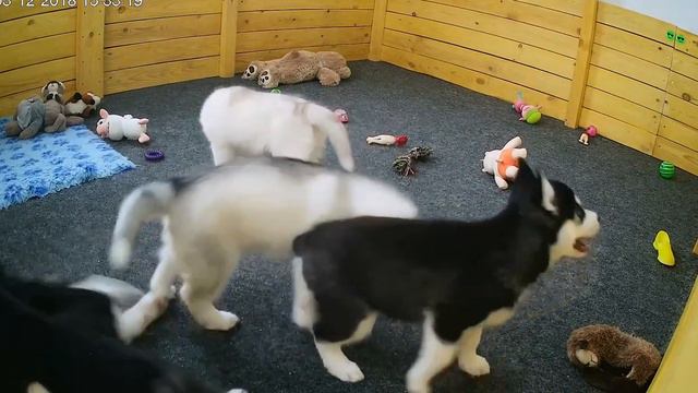 Чей хвост? смотреть онлайн