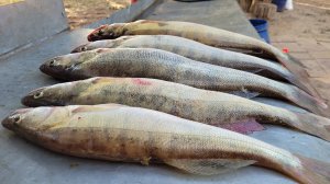 Воблер БАНДИТ на 9 метрах - это реальность!  Ахтуба 2023, троллинг в один спиннинг. фильмы ДИВЕРА